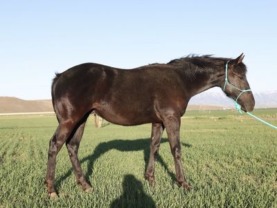 2025 BLACK AQHA COLT