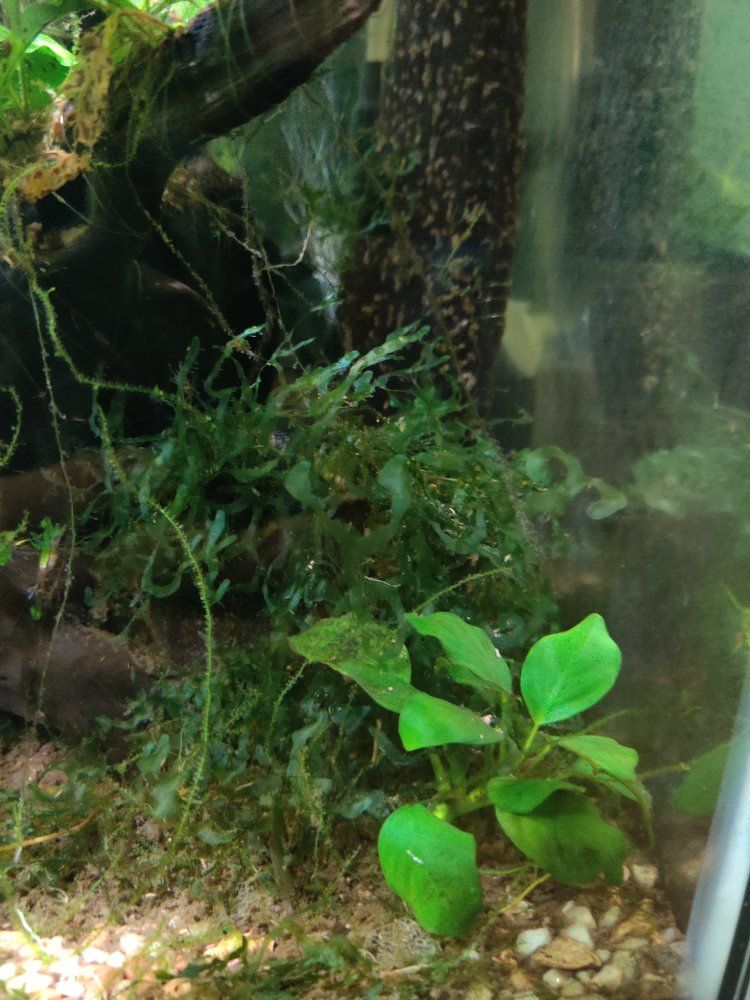 Anubias Aquarium plant