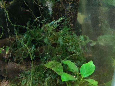 Anubias Aquarium plant