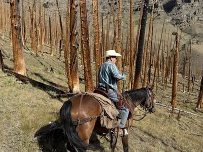 6 Year Old Bay Gelding