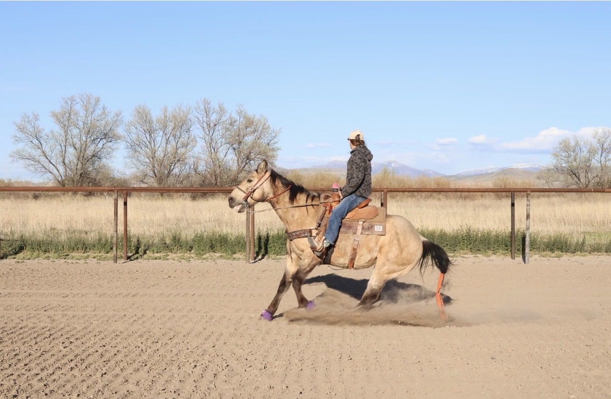 Buckskin gelding