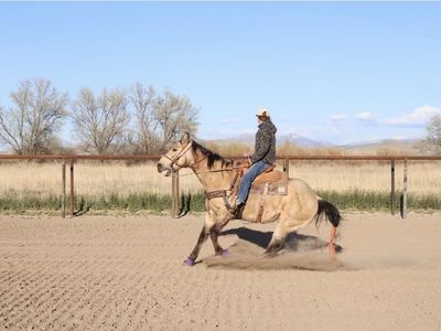 Buckskin gelding