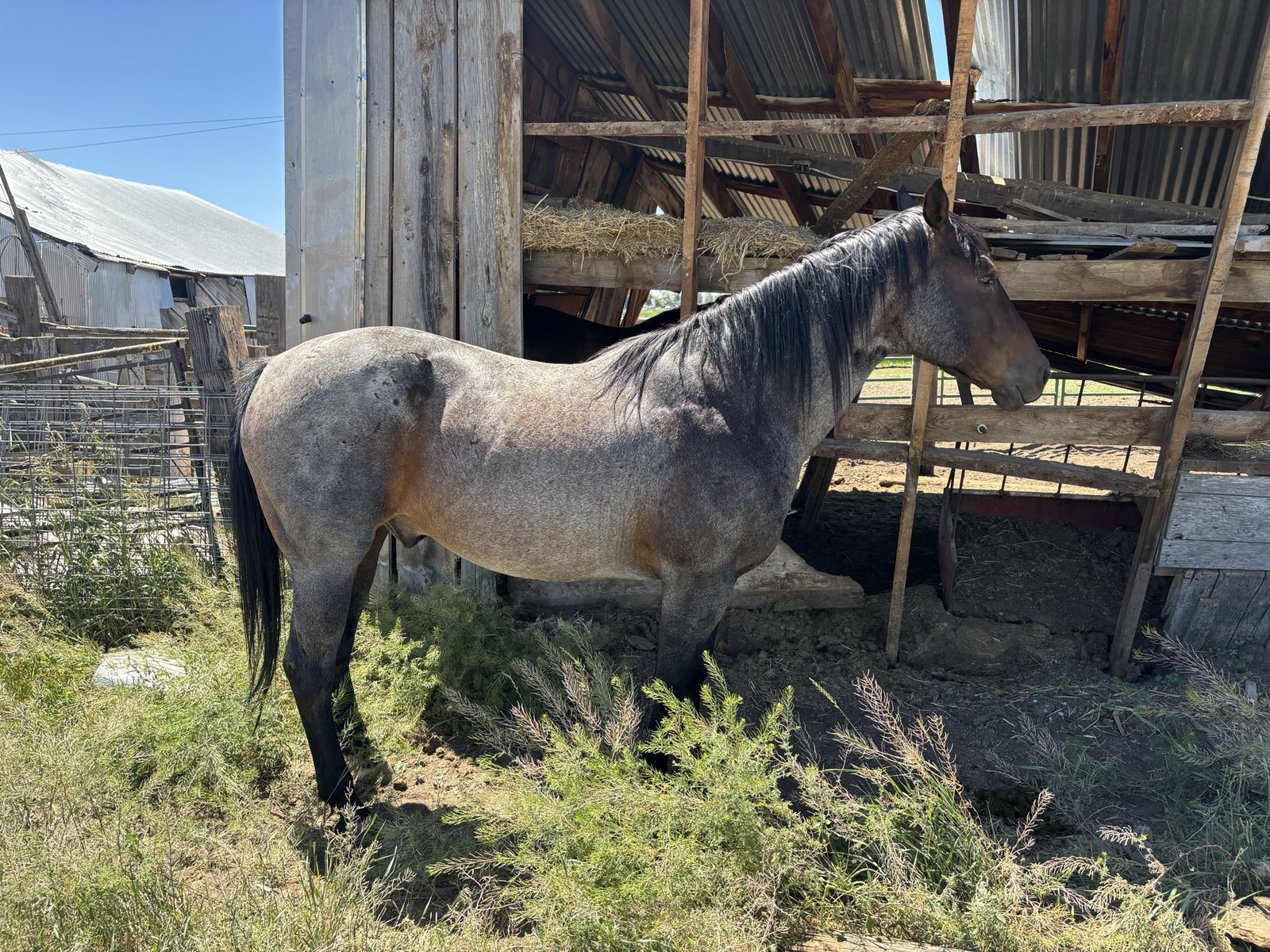 16 Yr Old AQHA Blue Roan Gelding
