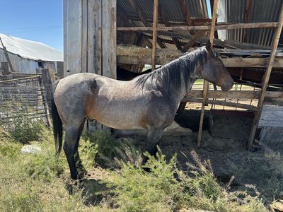 16 Yr Old AQHA Blue Roan Gelding