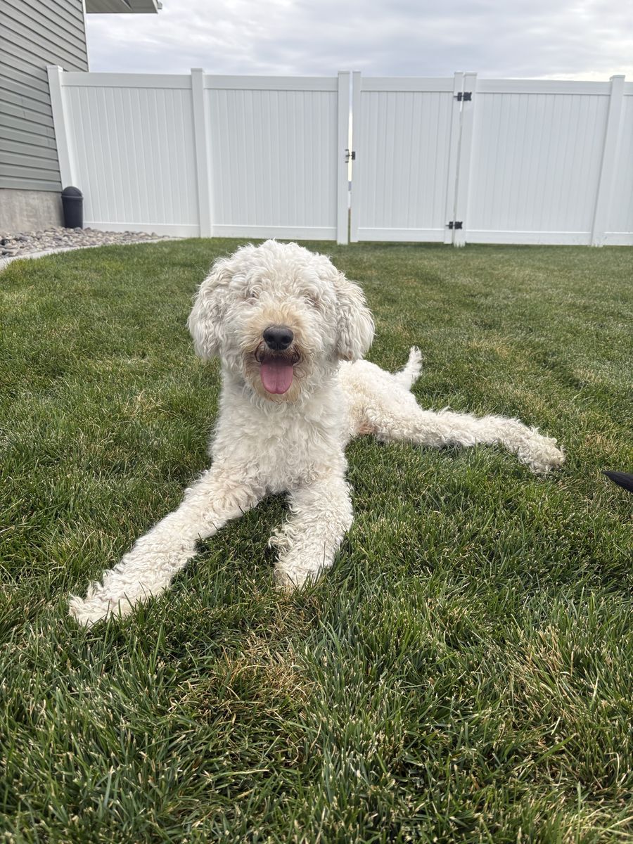 Adult Goldendoodle