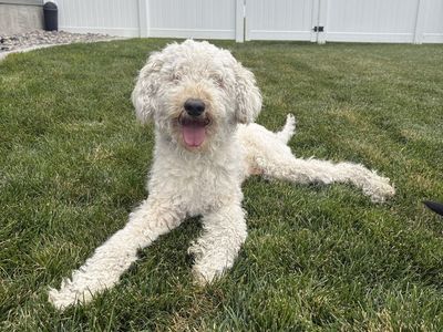Adult Goldendoodle