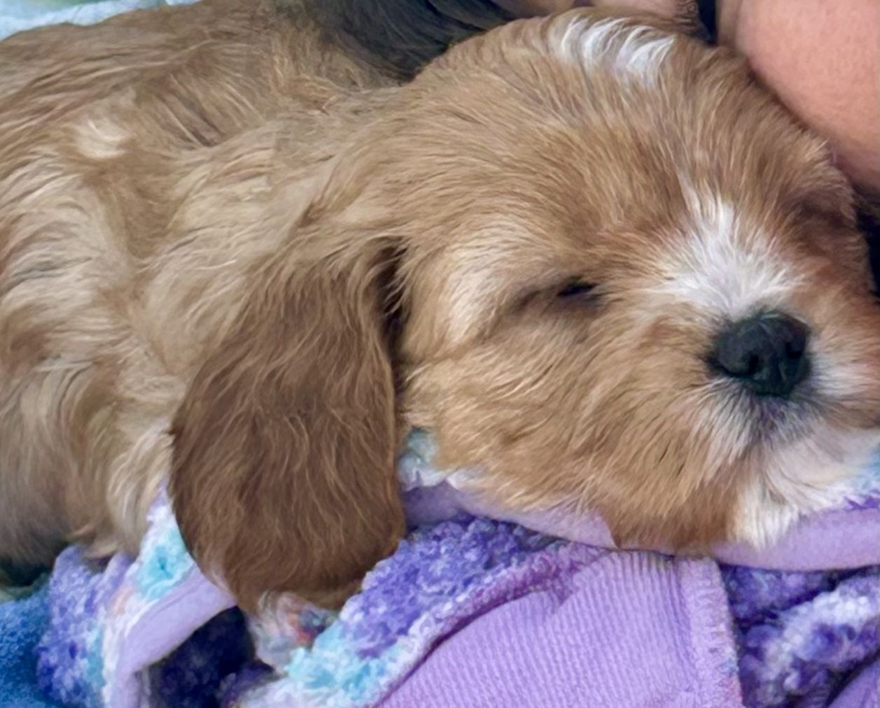 REDUCED!! Cavapoo Cavadoodle Female Puppy Perfect!