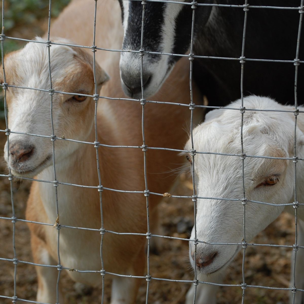 MDGA Mini Lamancha does