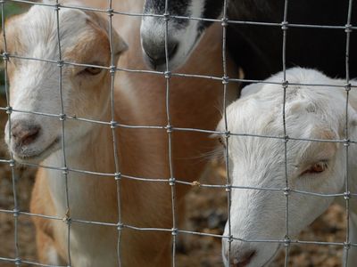 MDGA Mini Lamancha does