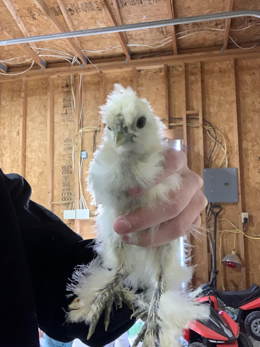 Silkie Chicks