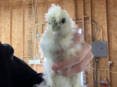 Silkie Chicks