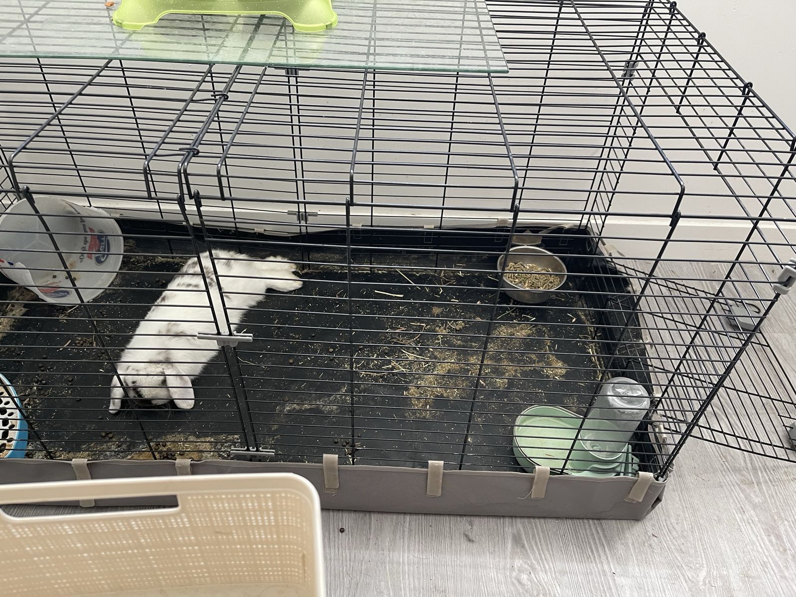Rabbit for sale