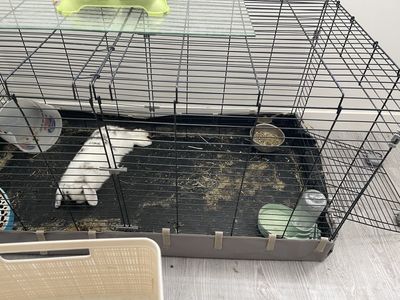 Rabbit for sale