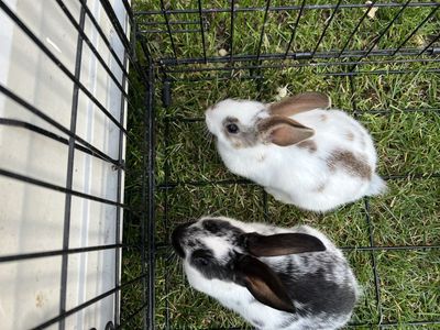 Bunny for sale