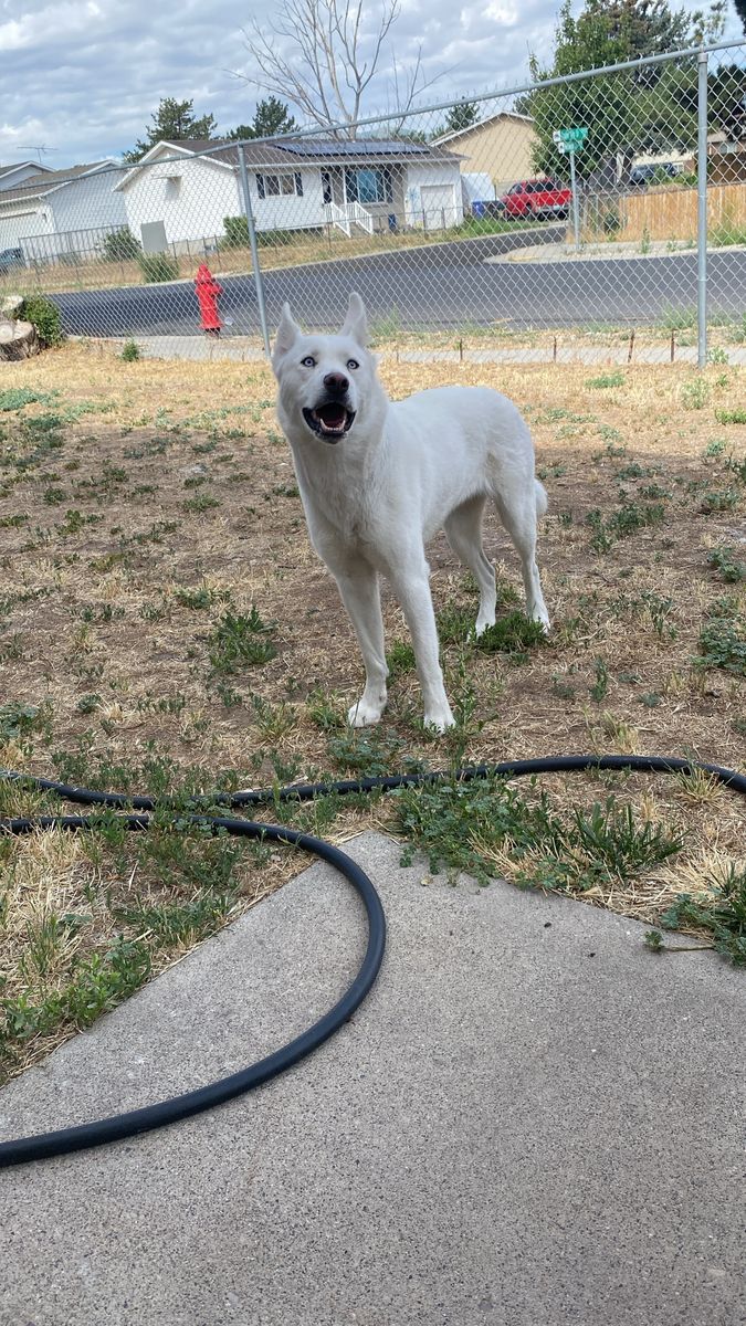 Lost dog