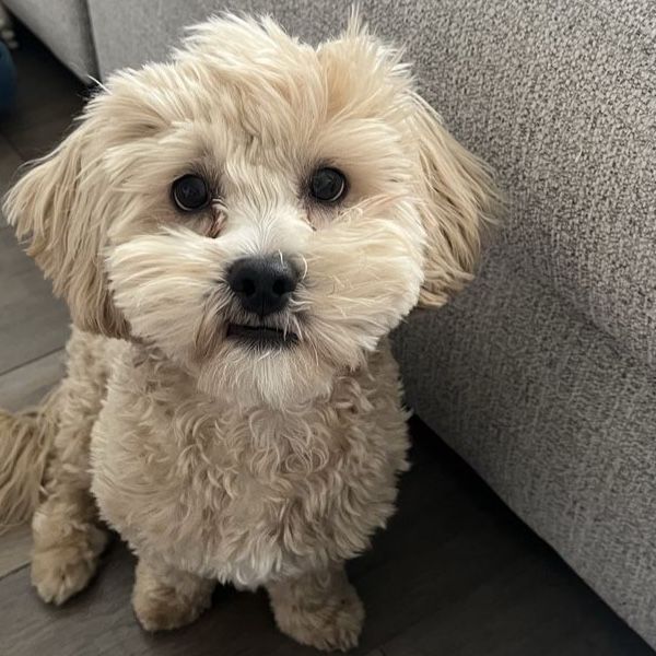 Shih Tzu Poodle Mix Puppy
