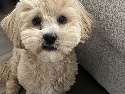Shih Tzu Poodle Mix Puppy