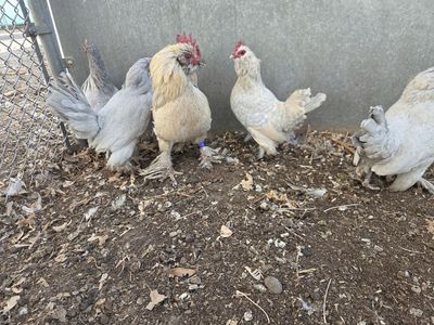 PORCELAIN/SELF BLUE DUCCLE CHICKS