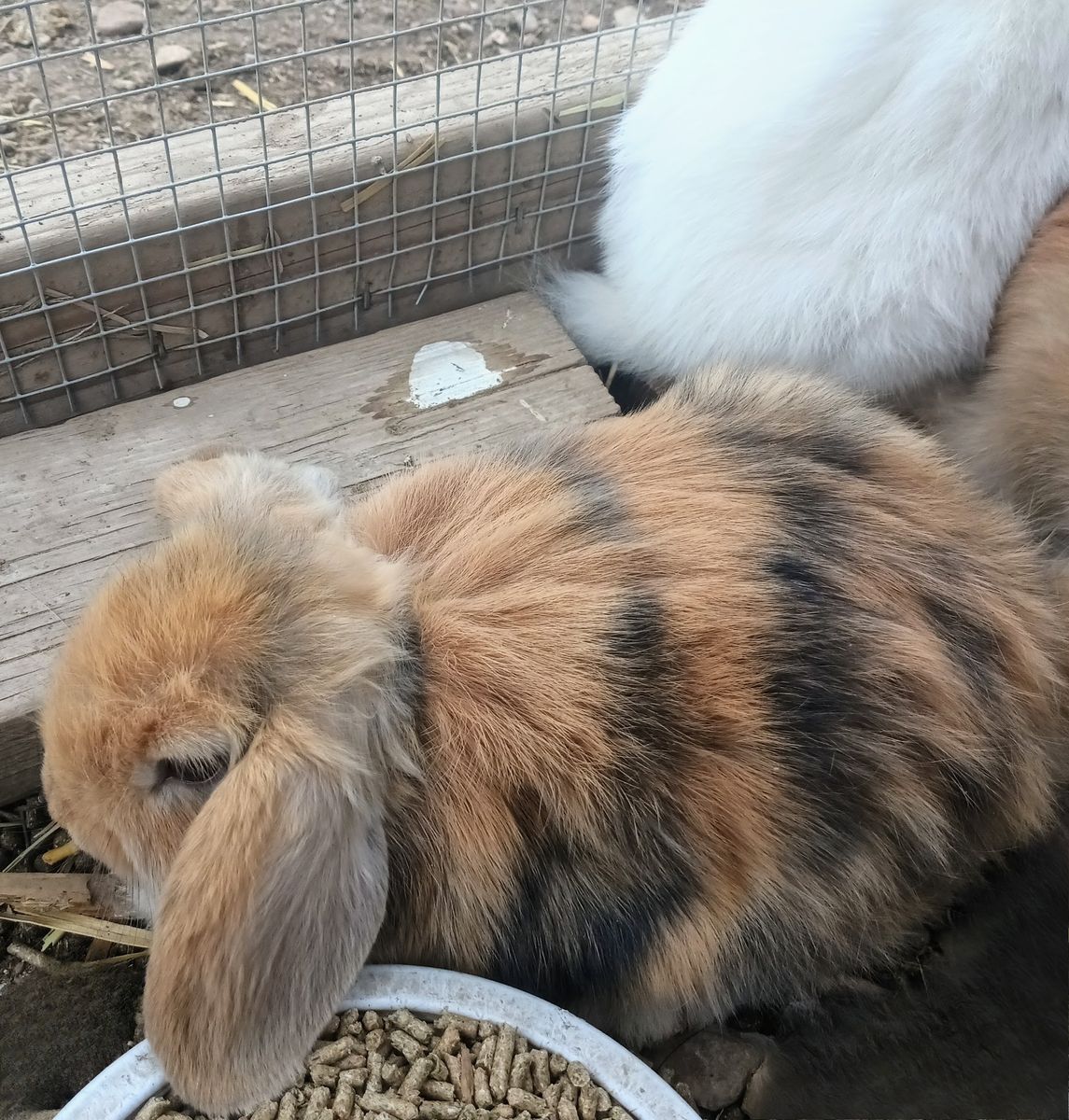 Holland Lop Bunnies