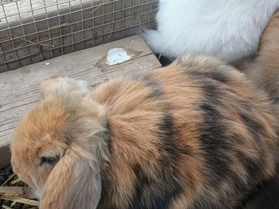 Holland Lop Bunnies