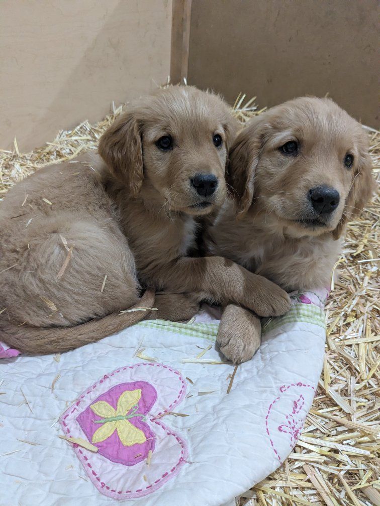 12 AKC Golden Retriever Easter Puppies- 2 left!