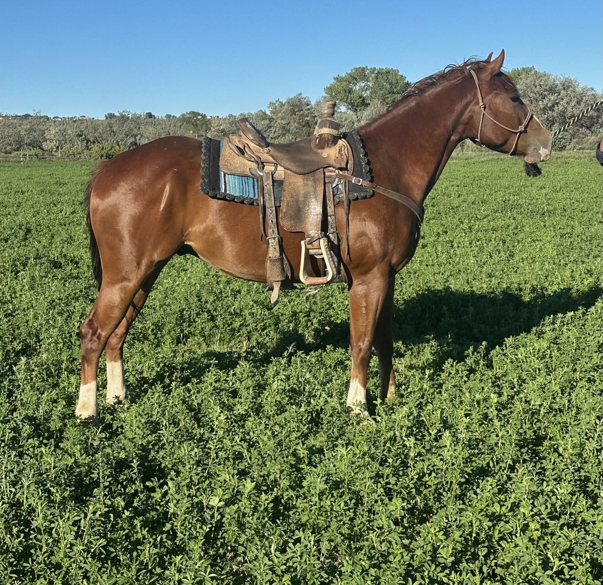 4 year old AQHA gelding