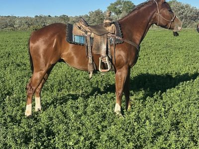 4 year old AQHA gelding