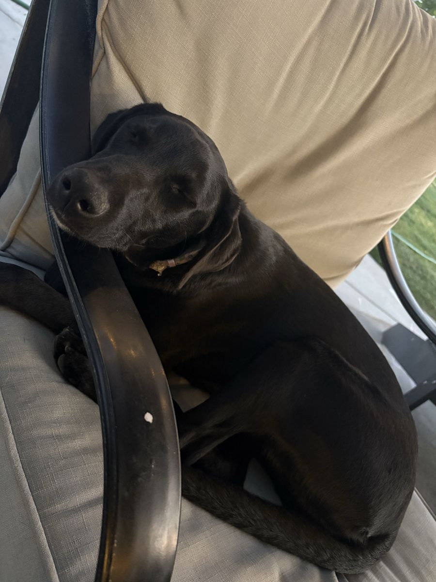 Black Mix Puppy for Adoption - Male, 6 Months Old