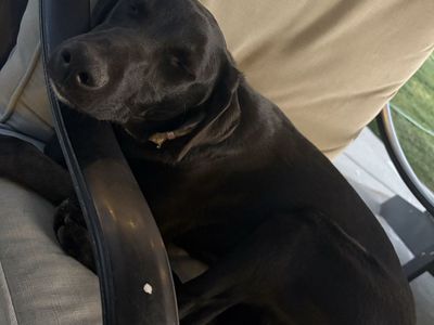 Black Mix Puppy for Adoption - Male, 6 Months Old
