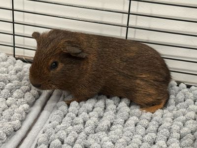 2 Male Guinea Pigs + Cage