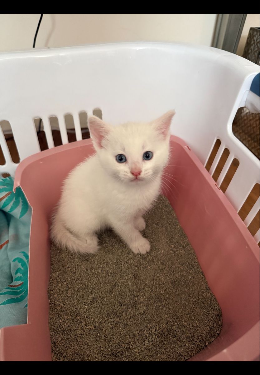 Darling Kitten