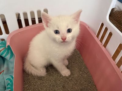 Darling Kitten