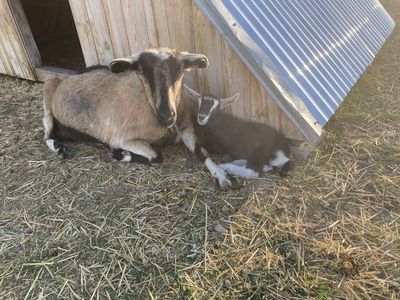 Nubian Doe with Baby