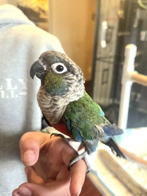 Handfed Crimson bellied conure