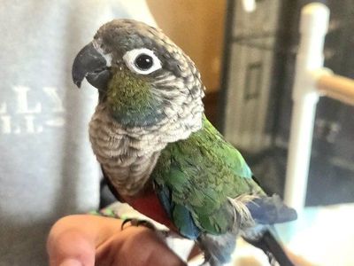 Handfed Crimson bellied conure