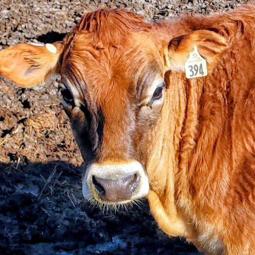 Registered A2A2 Jersey Heifer, family cow potentia