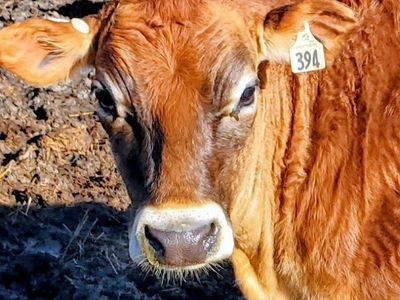 Registered A2A2 Jersey Heifer, family cow potentia