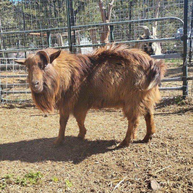 Registered Nigerian Buck with pedigree