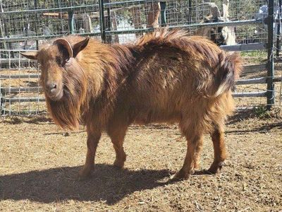Registered Nigerian Buck with pedigree