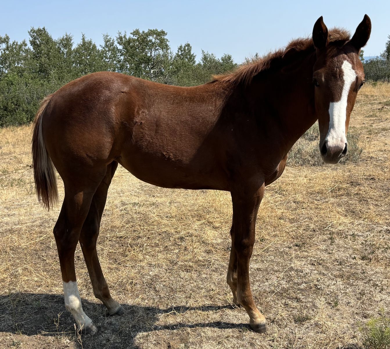 2026 Sorrel AQHA Registered Filly "Mesa"
