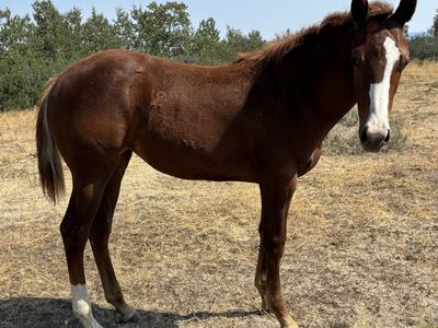 2026 Sorrel AQHA Registered Filly "Mesa"