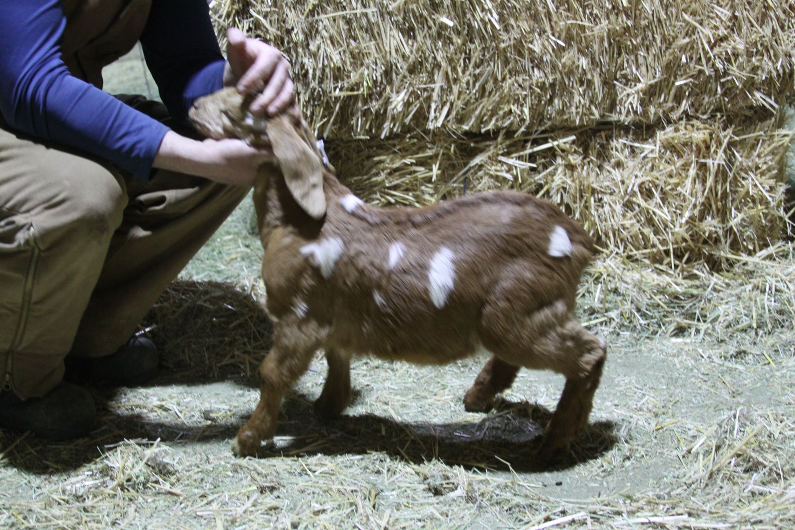 Dapple Boar buck/whether