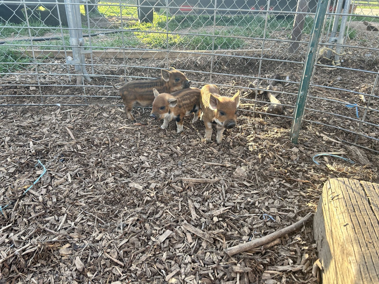 IPP Piglets