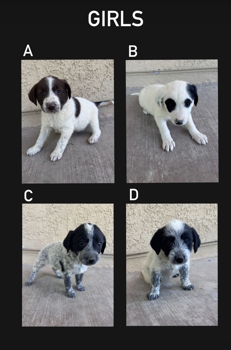 Heeler/Poodle mix puppy