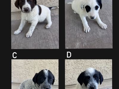 Heeler/Poodle mix puppy