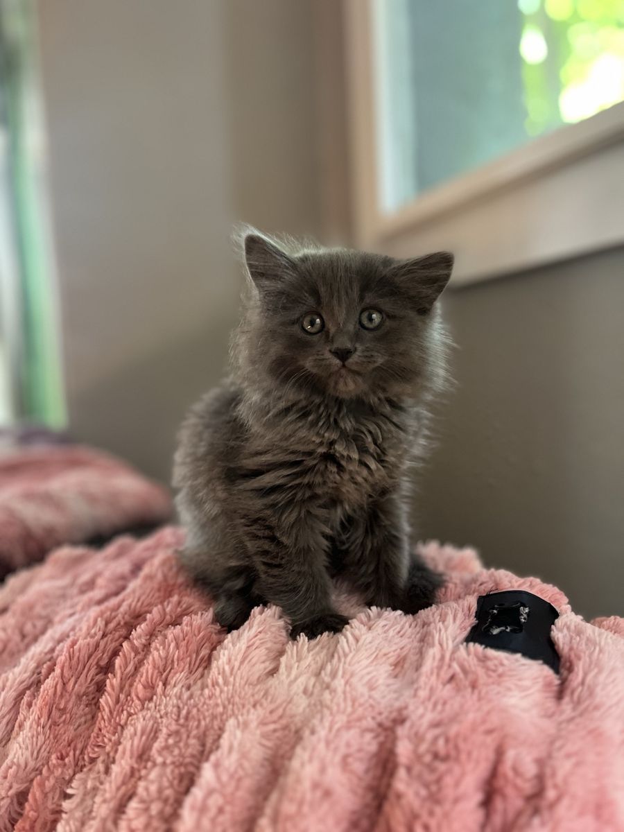 Hypoallergenic Russian Blue siberian Mix Kittens!!