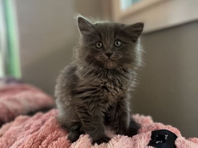 Hypoallergenic Russian Blue siberian Mix Kittens!!