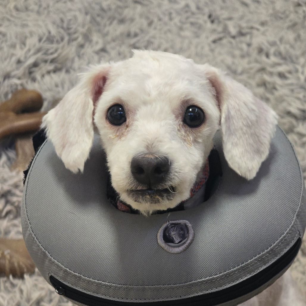 Hello my name is Mary Puppins