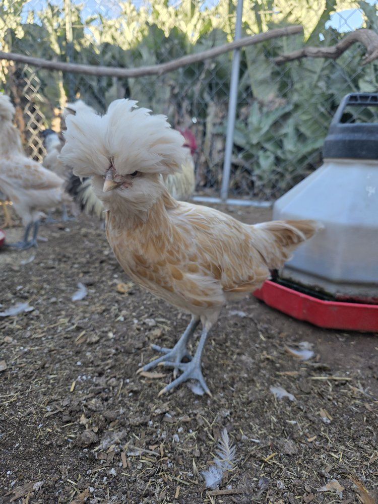 chicken SALE! need these gone