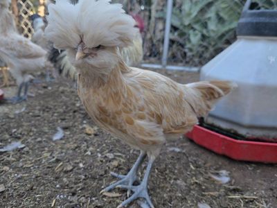 chicken SALE! need these gone